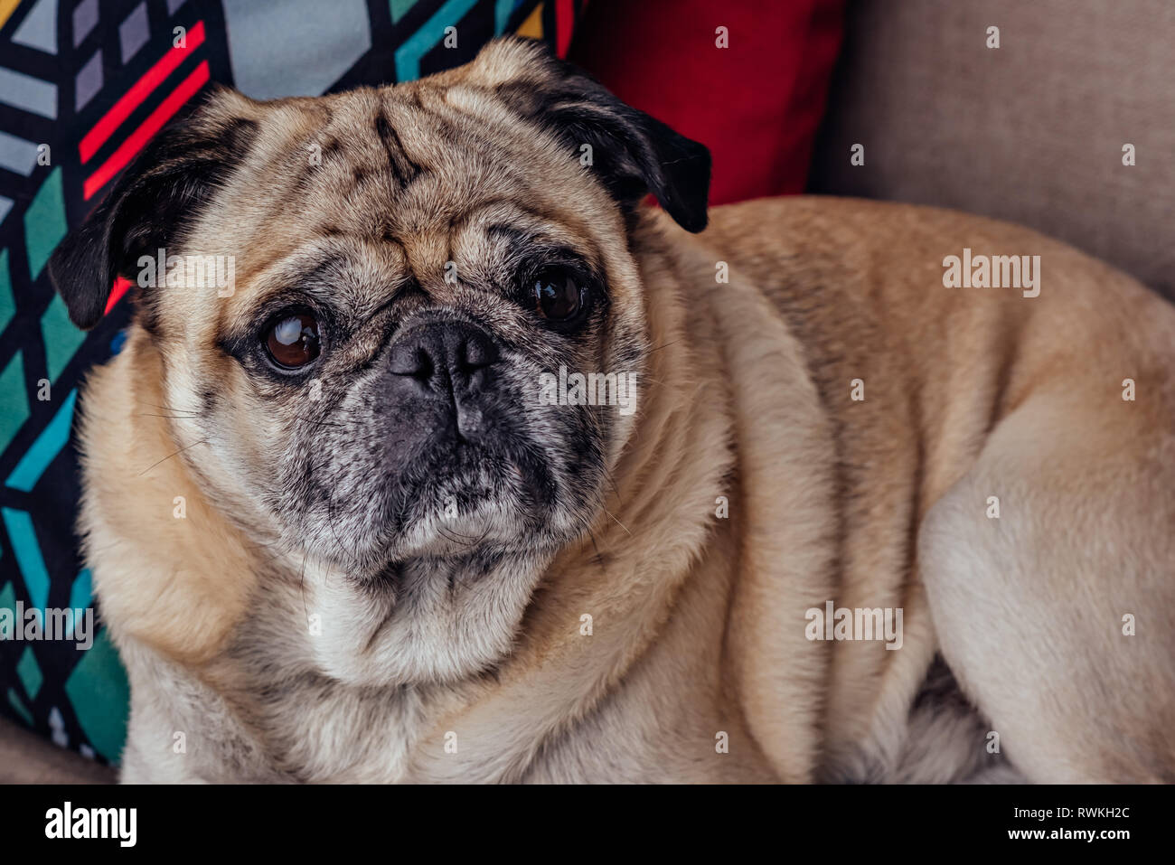Pug with black fur Fotos und Bildmaterial in hoher Auflösung Alamy