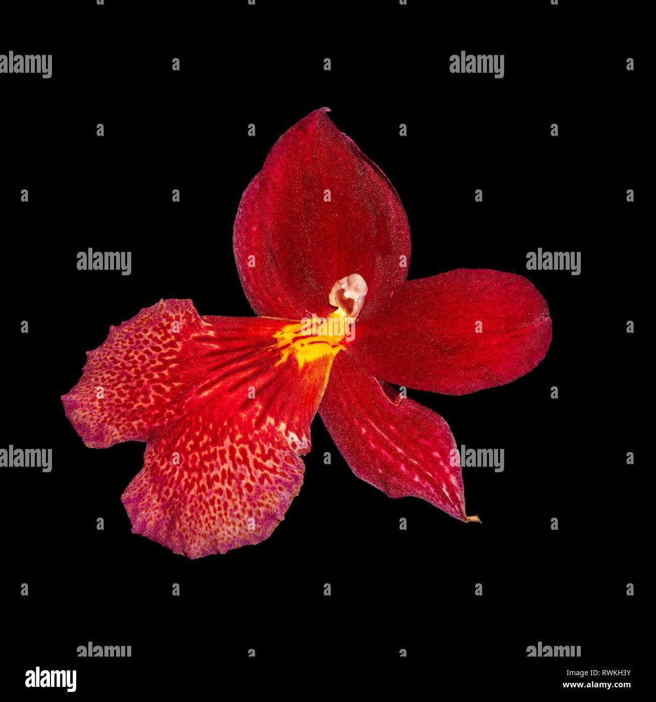 Kunst stillleben blumen Farbe Makro eines isolierten Einzelnen dunkel rot gelb Orchideen blühen auf schwarzen Hintergrund mit detaillierten Textur, surrealistische Stockfoto