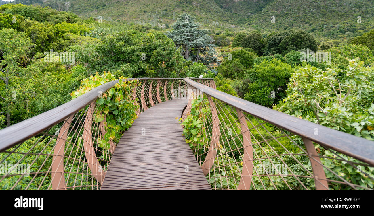 Kirstenbosch National Botanical Garden ist berühmt als einer der großen botanischen Gärten der Welt. Kapstadt, Südafrika Stockfoto