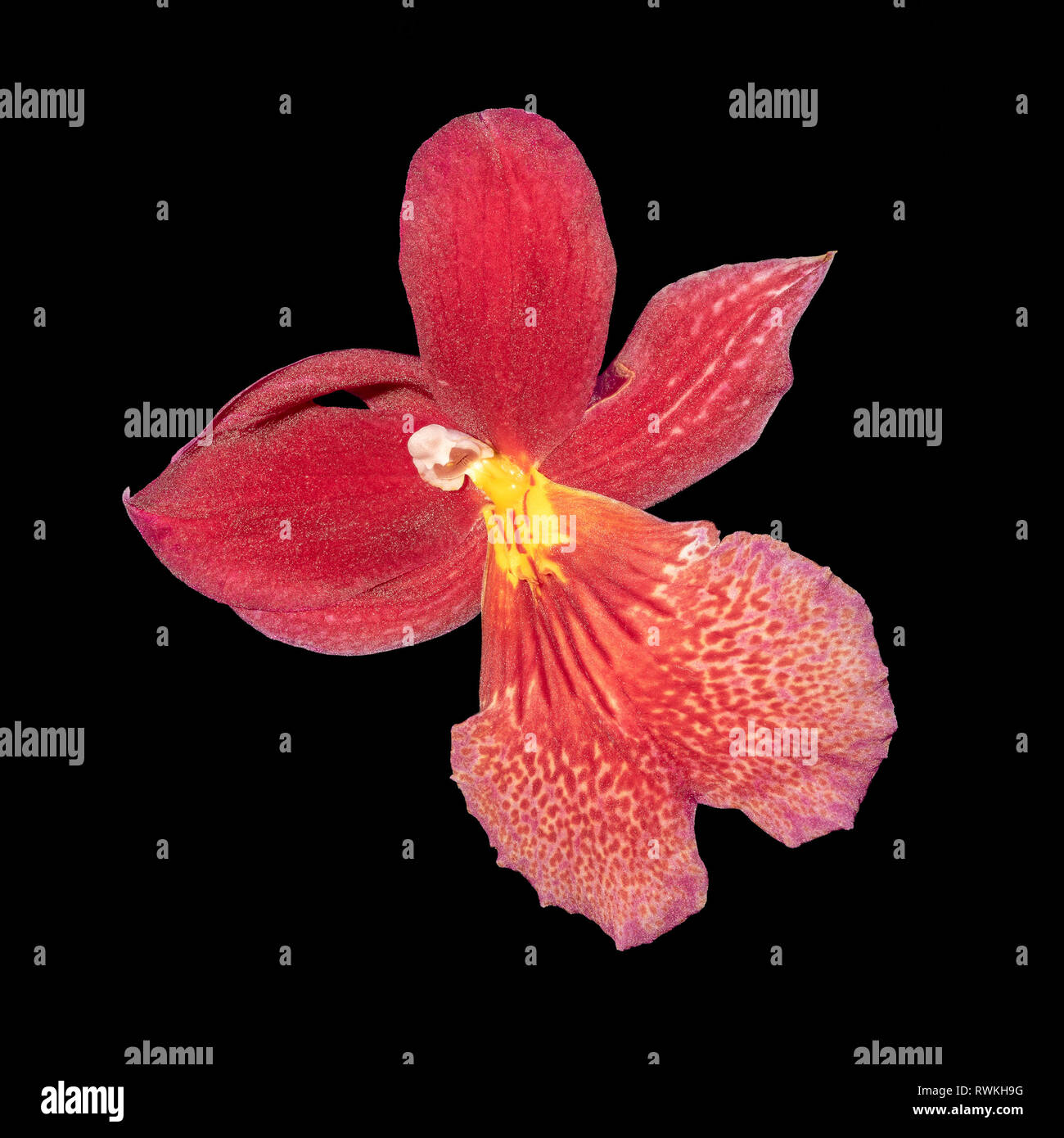 Kunst stillleben blumen Farbe Makro eines isolierten einzelnen hellen Rot gelb Orchideen blühen auf schwarzen Hintergrund mit detaillierten Textur Stockfoto