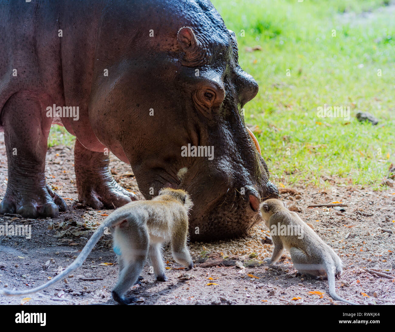 Ein Hippo mit Zwei Affen Stockfoto