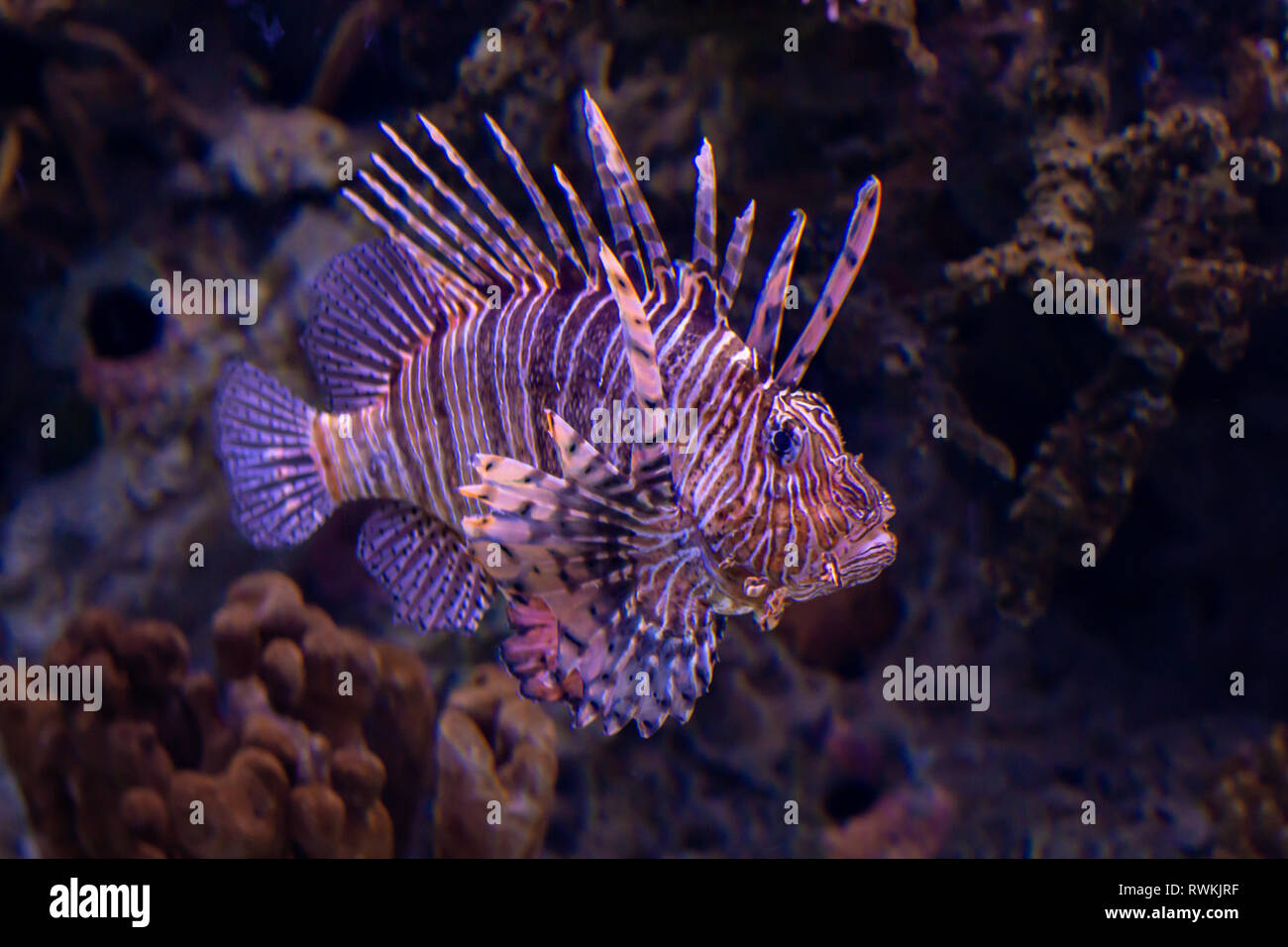 Lion fish. Exotischen tropischen Fischen. Sea Life Stockfoto