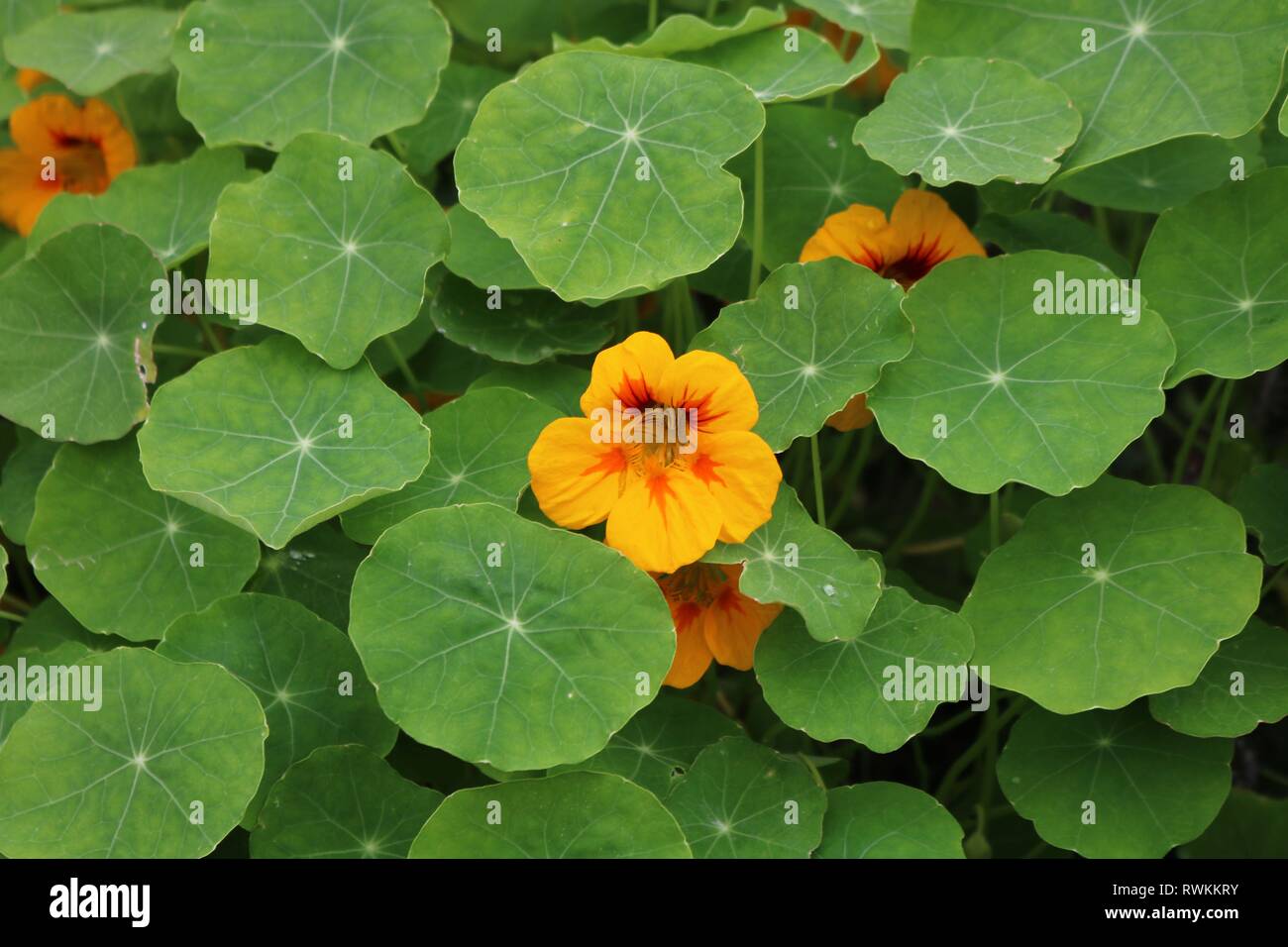 Bett von kapuzinerkresse Pflanzen mit gelben und orangen Blüten und flache, runde Blätter Stockfoto