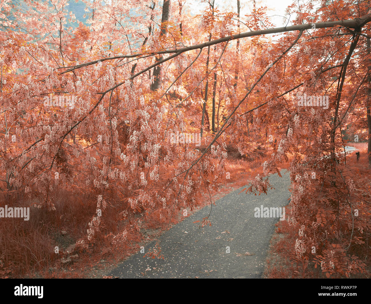 Straße durch den Wald der Blätter im Herbst, Toskana, Italien Stockfoto