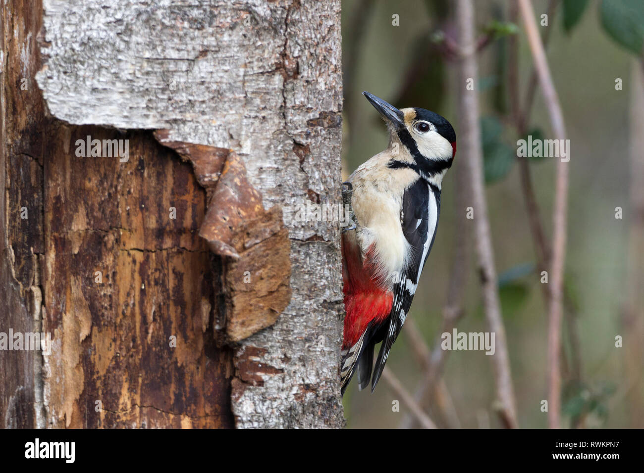 Specht mehr beschmutzt Männlich (Dendrocopos major) Schwarz und weiß mit roten crimson Schwanz und hinter Kopf auf Männer. Weiße Flecken auf gefalteten Flügeln. Stockfoto