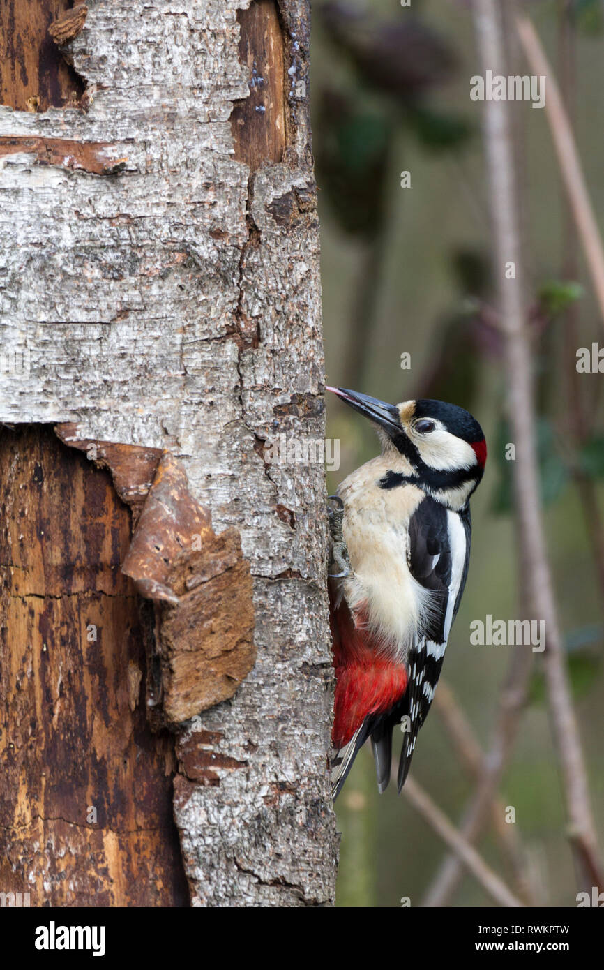 Specht mehr beschmutzt Männlich (Dendrocopos major) Schwarz und weiß mit roten crimson Schwanz und hinter Kopf auf Männer. Weiße Flecken auf gefalteten Flügeln. Stockfoto