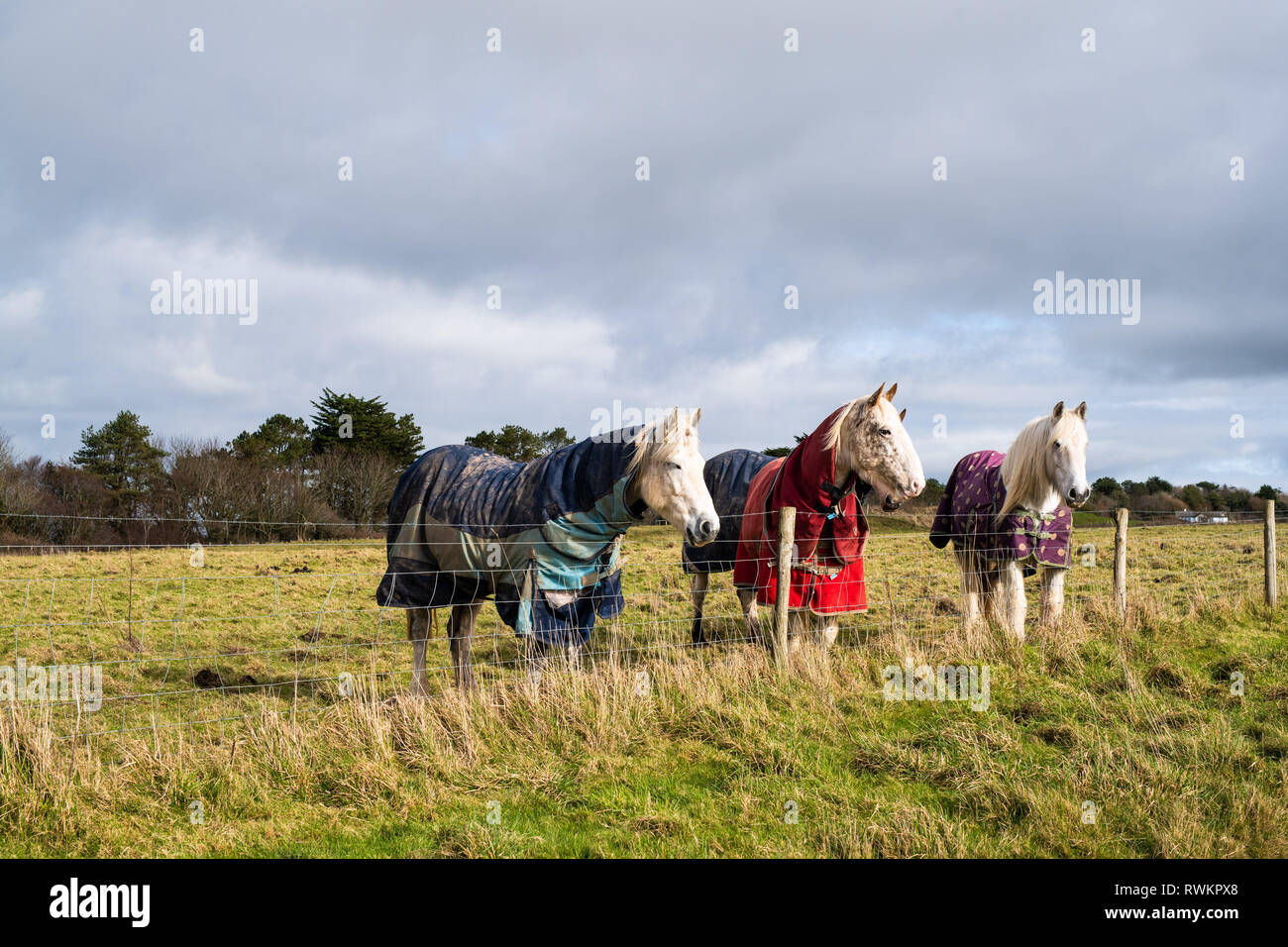 Drei Pferde im Feld, Bodigga Cliff, Cornwall, England Stockfoto