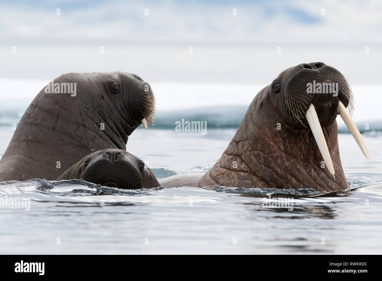 Atlantic Walrosse (Odobenus rosmarus) Schwimmen im Ozean, Nahaufnahme, Vibebukta, Austfonna, Nordaustlandet, Svalbard, Norwegen Stockfoto