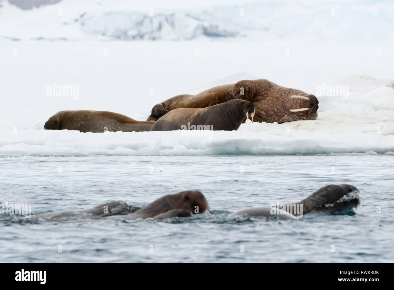 Atlantic Walrosse (Odobenus rosmarus) Schwimmen im Ozean und auf Eisberge, Vibebukta, Austfonna, Nordaustlandet, Svalbard, Norwegen Stockfoto
