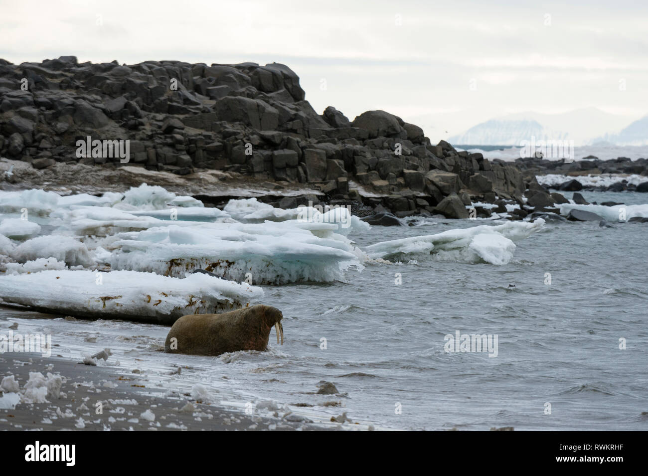 Atlantischen Walross (Odobenus rosmarus) Water's Edge, edgeoya Island, Spitzbergen, Norwegen Stockfoto