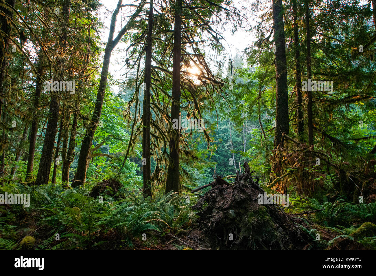 Mount Baker National Forest, Washington State, USA Stockfoto