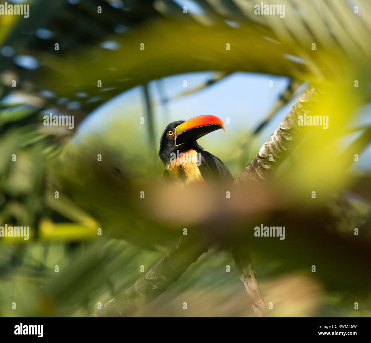 Fiery-Billed Aracari durch Blätter gerahmt Stockfoto