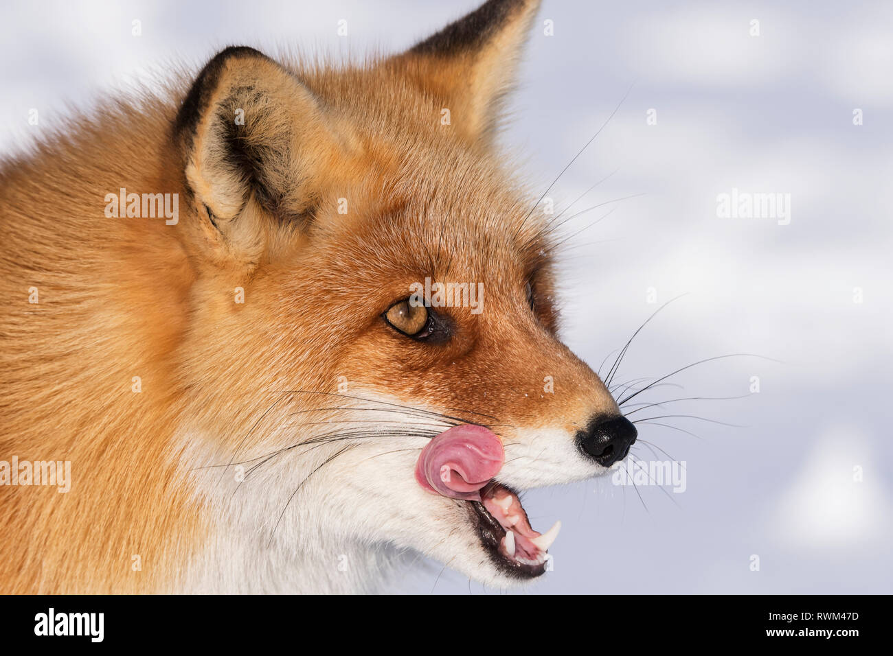 Red Fox (Vulpes vulpes) lecken der Lippen, Hokkaido, Japan Stockfoto