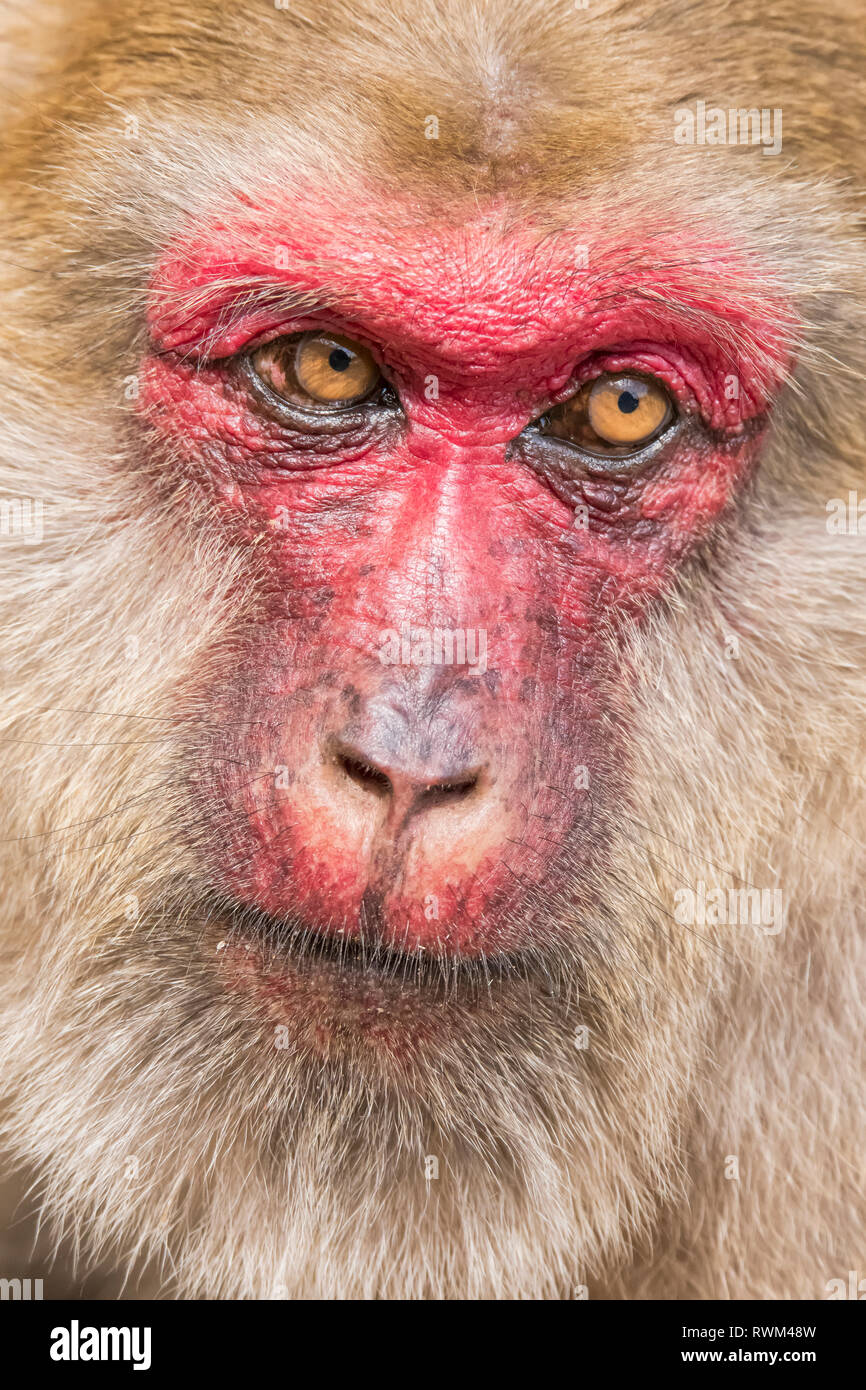 Close-up Gesicht Schoß einer Frau Stumpf-tailed Makaken (Macaca); arctoides Chiangrai, Chiang Rai, Thailand Stockfoto