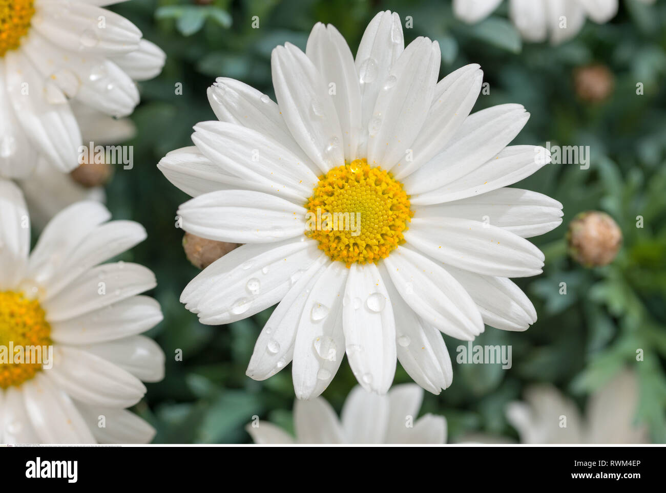 Botanik, oxeye daisy flower, Vorsicht! Für Greetingcard-Use/Postcard-Use in deutschsprachigen Ländern gibt es einige Einschränkungen Stockfoto