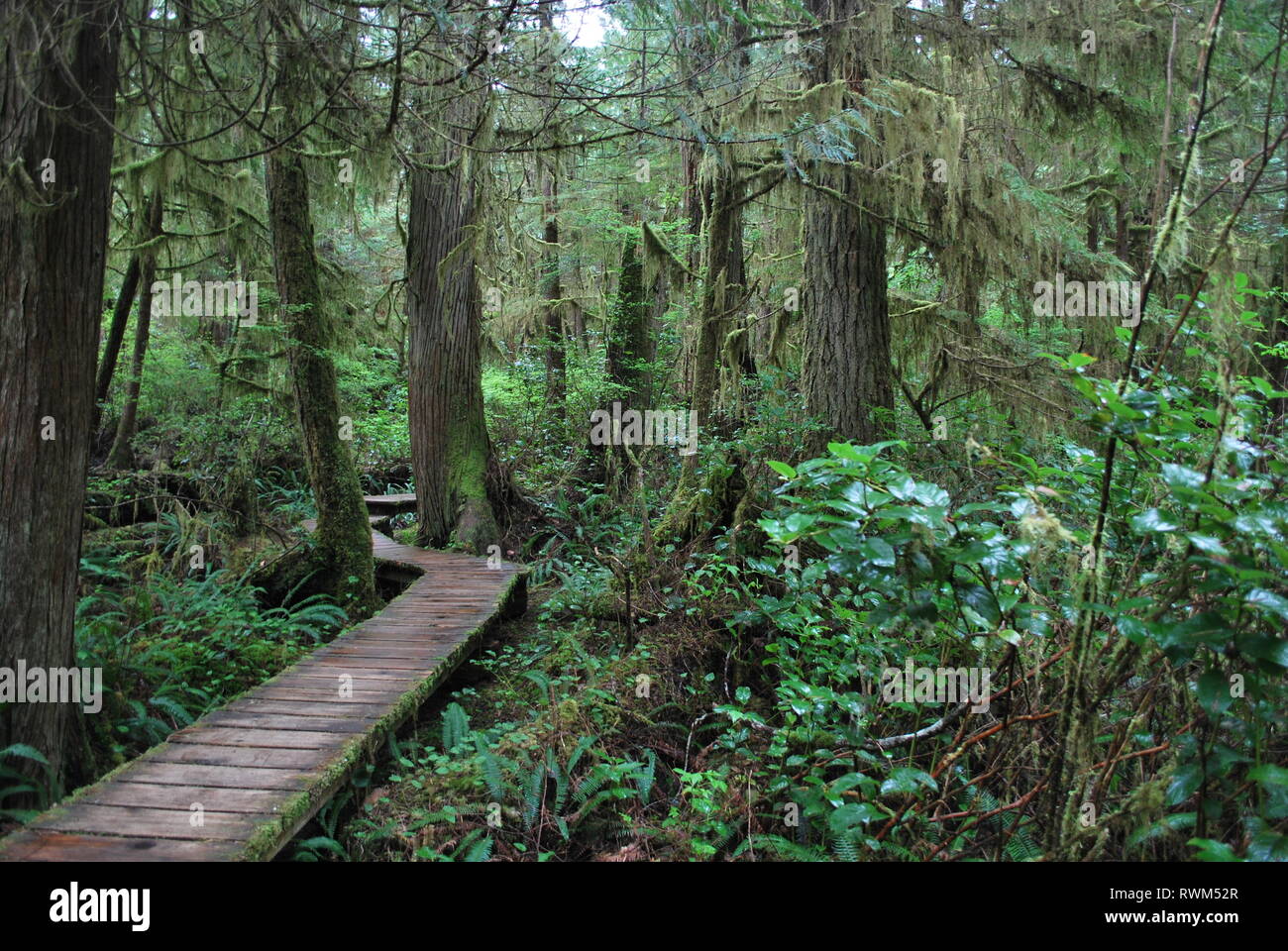 Regenwald in Tofino, BC. Stockfoto