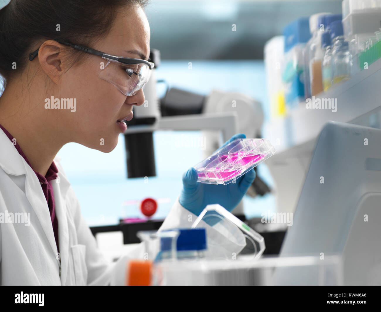 Wissenschaftler anzeigen Zellen in multi-well Platte bereit für die Analyse im Labor Stockfoto