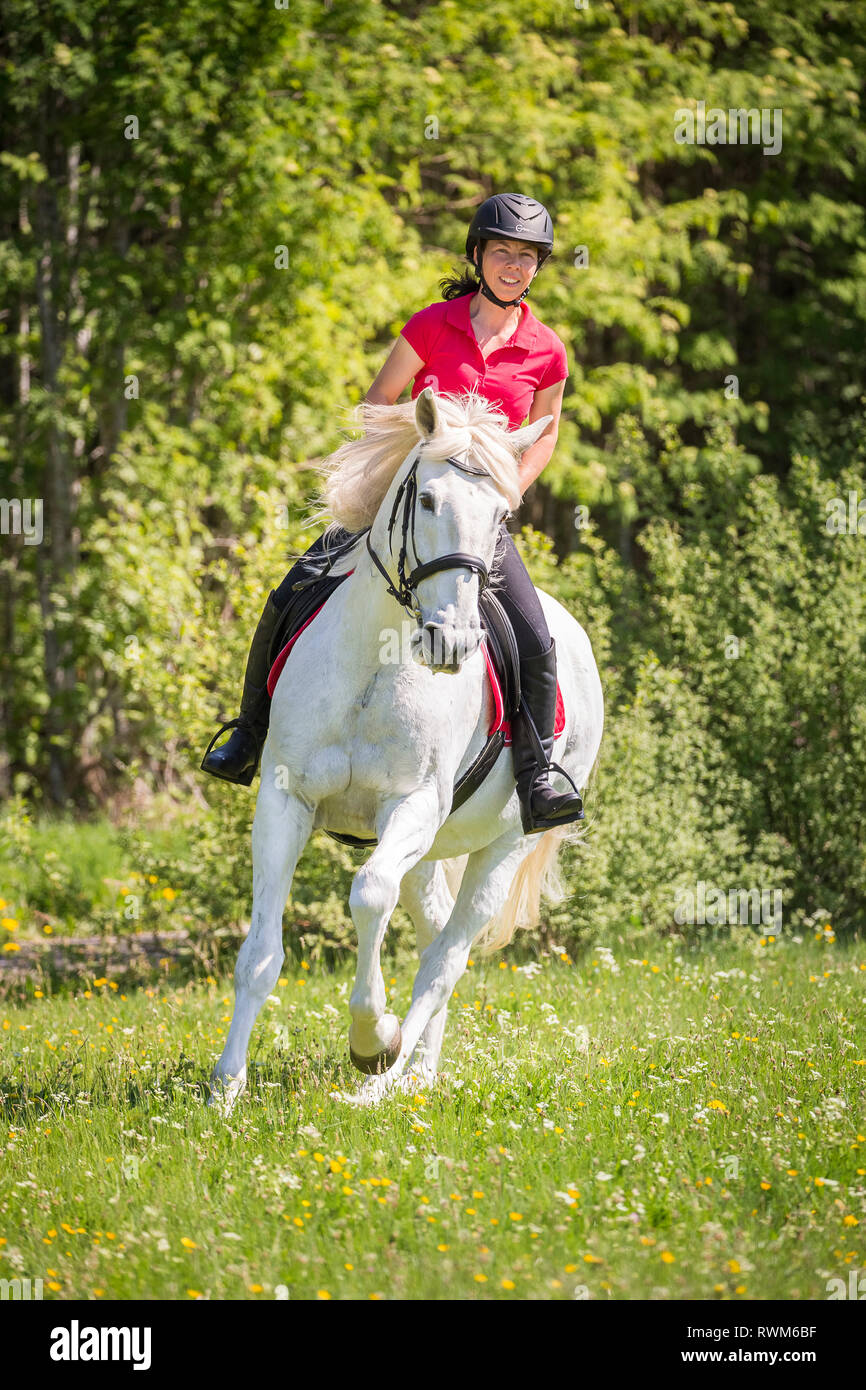 Lusitano. Reiter auf einem alten Schimmelwallach gallopieren auf einer Wiese. Deutschland Stockfoto