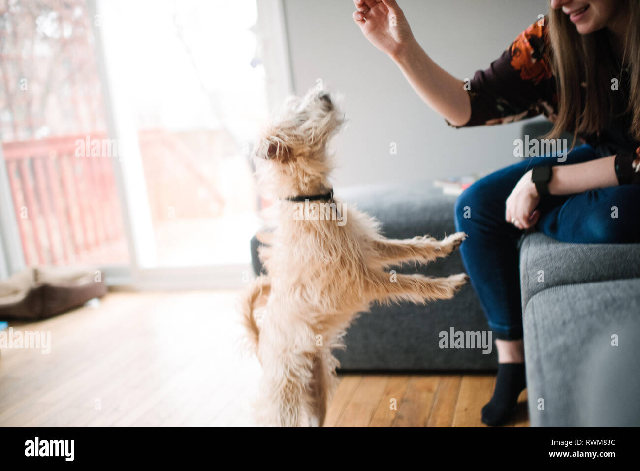 Frau mit Hund Ausbildung behandeln Stockfoto