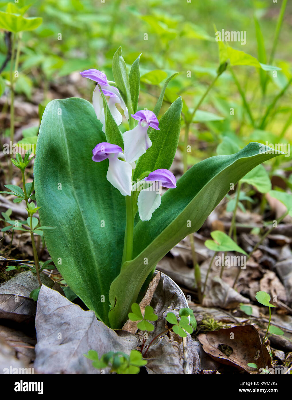 Auffällige oder seine Blumen im Wald in Central Virginia Stockfoto