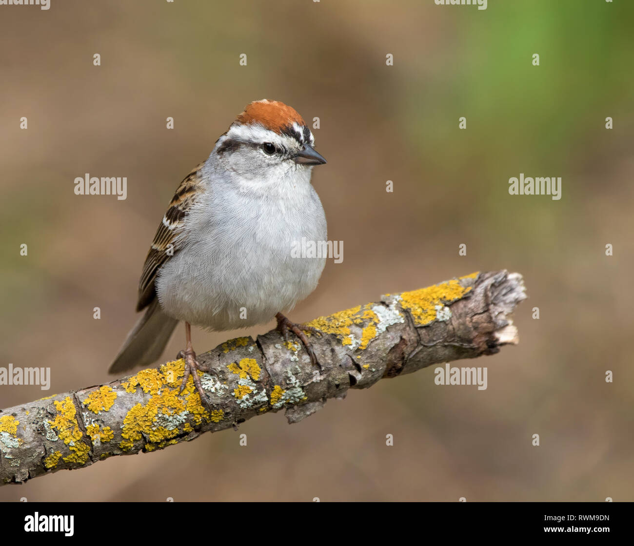 Ein männlicher Chipping Sparrow, Spizella Passerina, in Saskatoon, Saskatchewan, Kanada gehockt Stockfoto