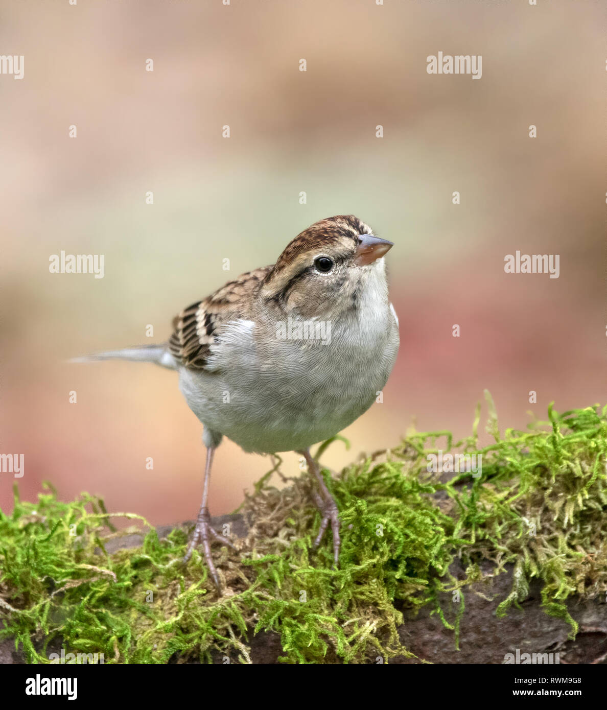 Ein Sturz Gefieder Chipping Sparrow, Spizella Passerina, in Saskatoon, Saskatchewan, Kanada gehockt Stockfoto