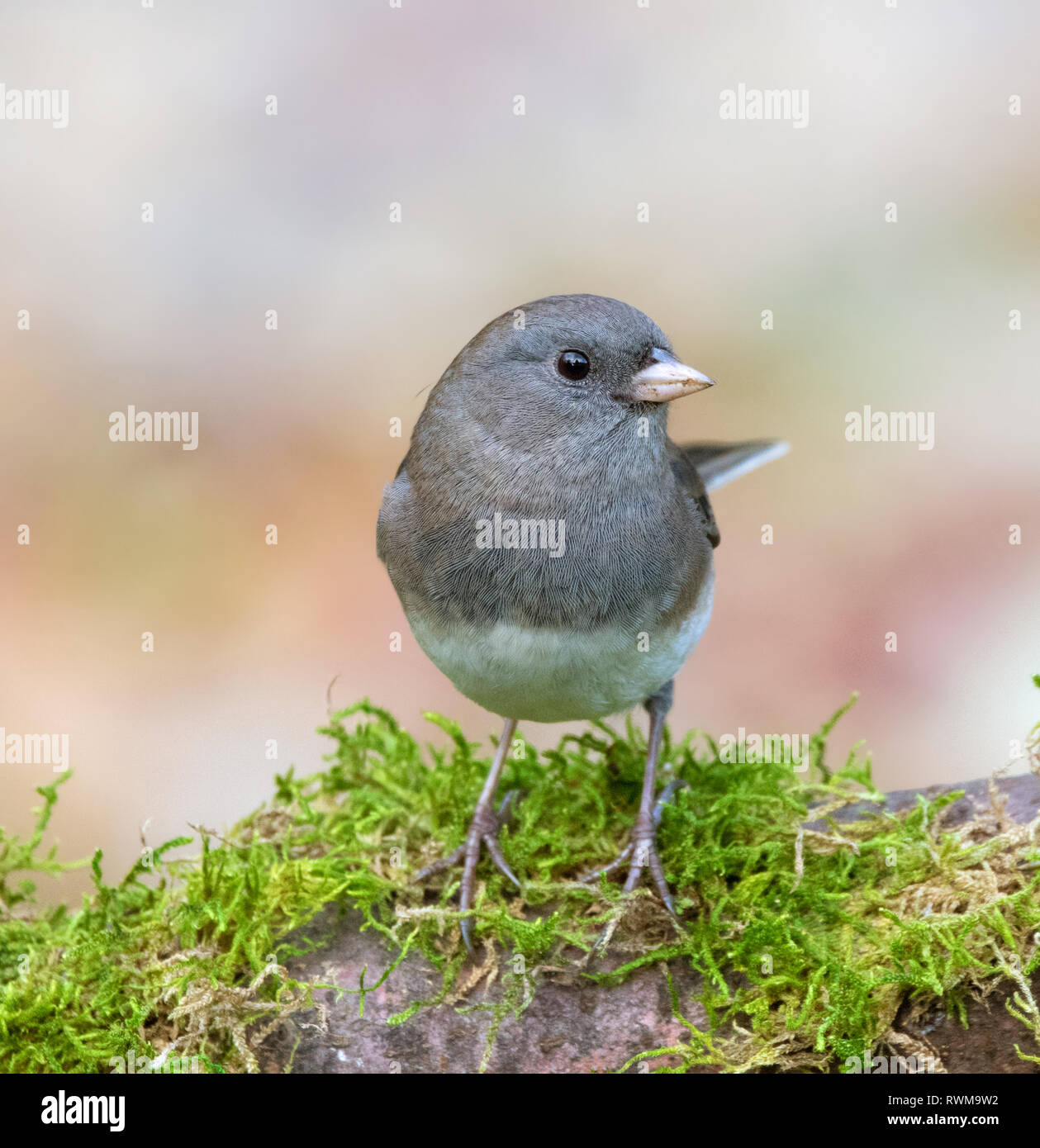 Ein Dark-eyed Junco, (Schiefer-Farben) Junco hyemalis, auf einem Bemoosten in Saskatchewan, Kanada anmelden gehockt Stockfoto