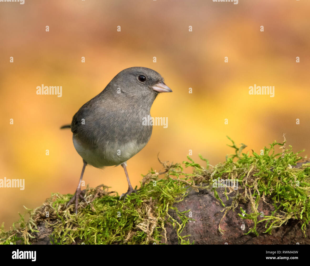 Ein Darkeyed Junco, (SchieferFarben) Junco hyemalis, auf einem