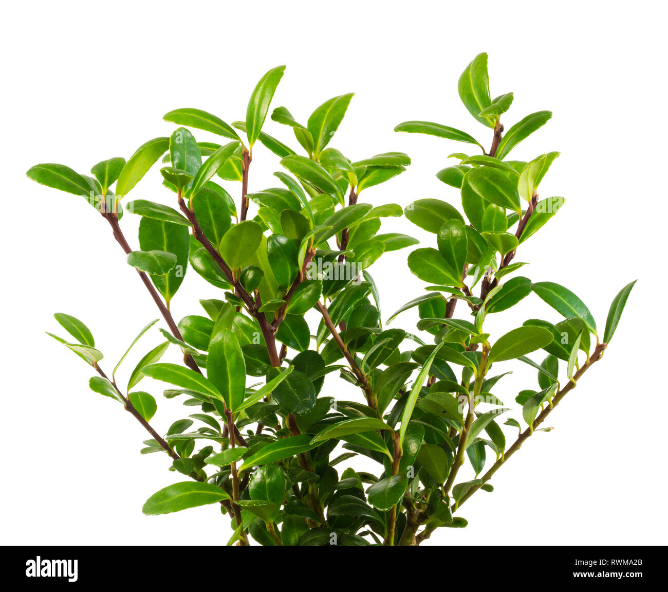 Isolierte grüne Zweige eines Ilex meserveae Bush Stockfoto