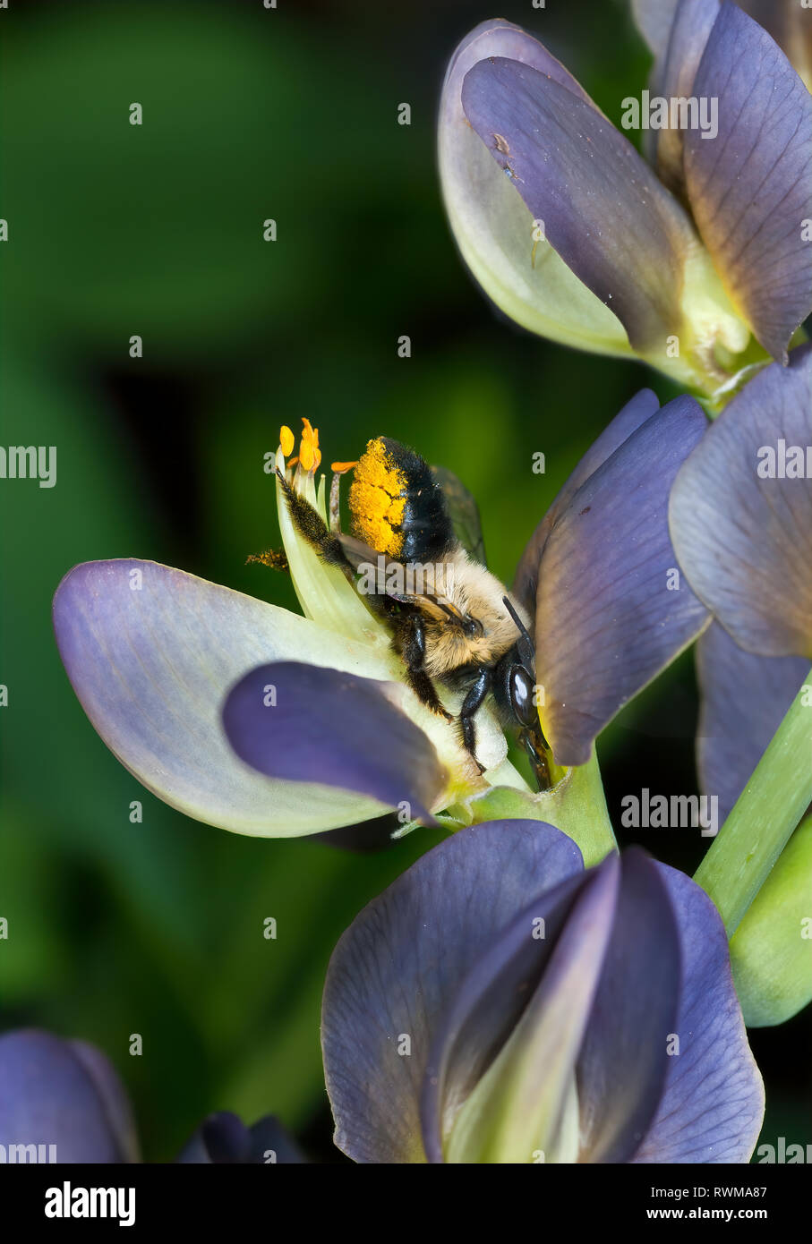 Großes Blatt - Cutter Bee (Megachile sp.) nectaring auf wilde Blume blau Indigo (baptisia australis). Stockfoto