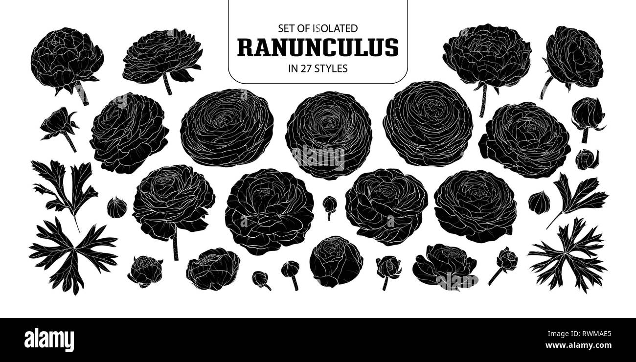 Eingestellt von isolierten silhouette Ranunkeln in 27 Arten. Süße Hand gezeichnet Blume Vector Illustration in weißer Umriss und schwarzen Flugzeug auf weißem Hintergrund. Stock Vektor