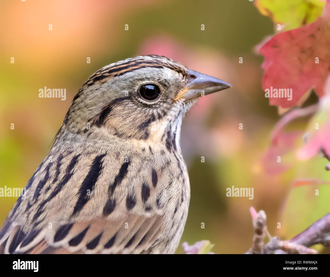 Porträt eines Jugendlichen Lincoln Sparrow, Melospiza lincolni, im Herbst in Saskatoon, Saskatchewan, Kanada Stockfoto