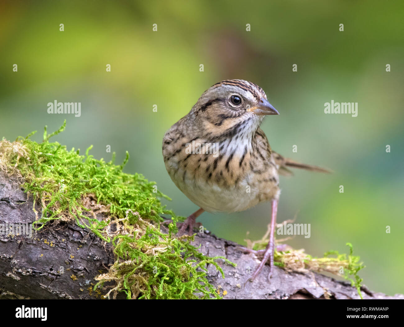 Lincoln's Sparrow, Melospiza lincolni, im Herbst in Saskatoon, Saskatchewan, Kanada Stockfoto