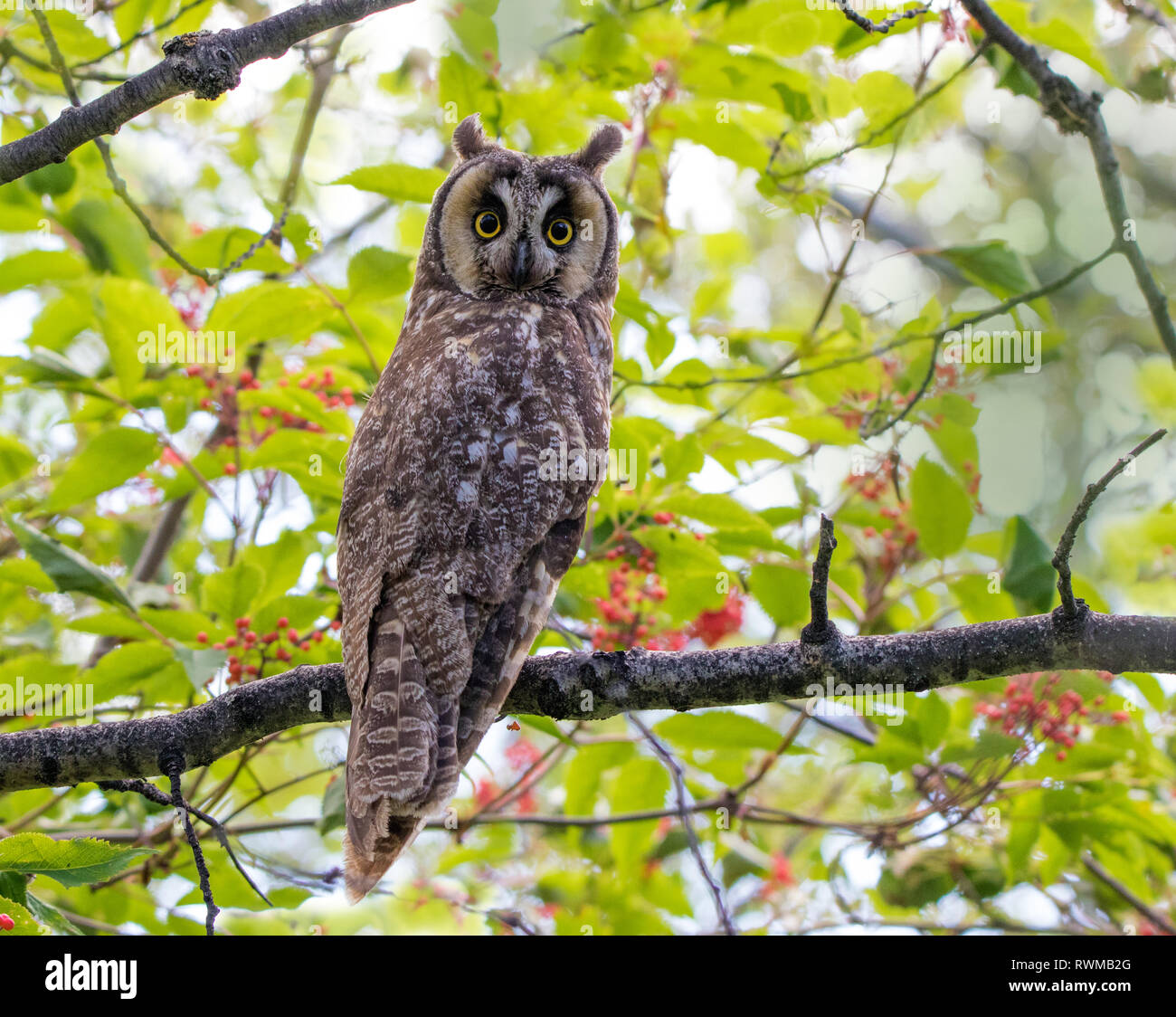 Eine weibliche Waldohreule, Asio otus, in Saskatoon, Saskatchewan thront. Stockfoto