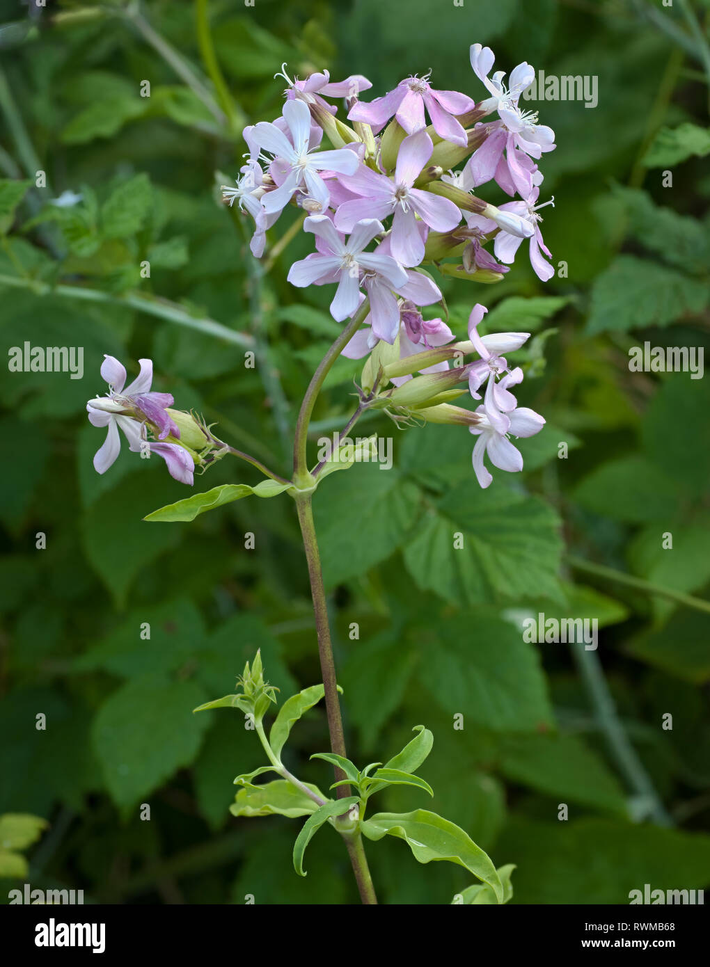 Bouncing Wette, gemeinsame soapwort, sweet William (Saponaria officinalis) Anfang Juli in Central Virginia Stockfoto