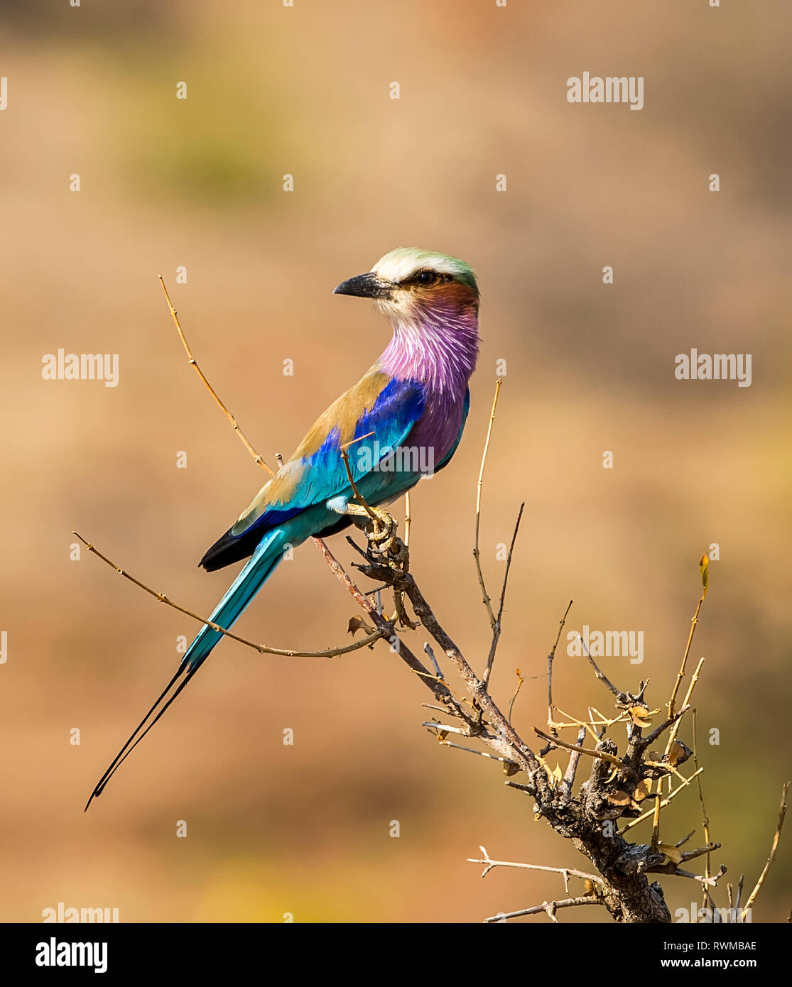 Bienenfresser (meropidae) Vogel mit bunten Gefieder auf einem Ast sitzend; Afrika Stockfoto