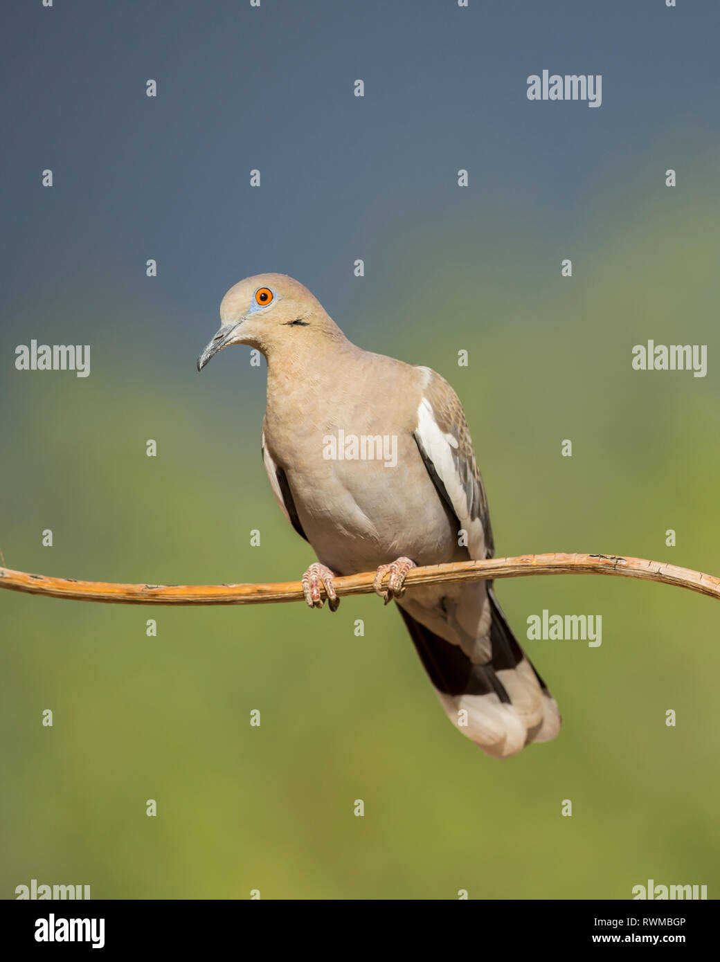 White-winged dove (Zenaida asiatica), Arizona, Vereinigte Staaten von Amerika Stockfoto