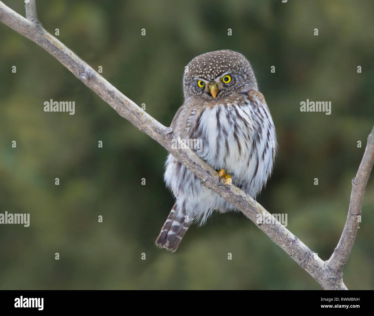 Northern Pygmy-Owl, Glaucidium gnoma, in der borealen Wald, Nördlich thront - West Saskatchewan Stockfoto