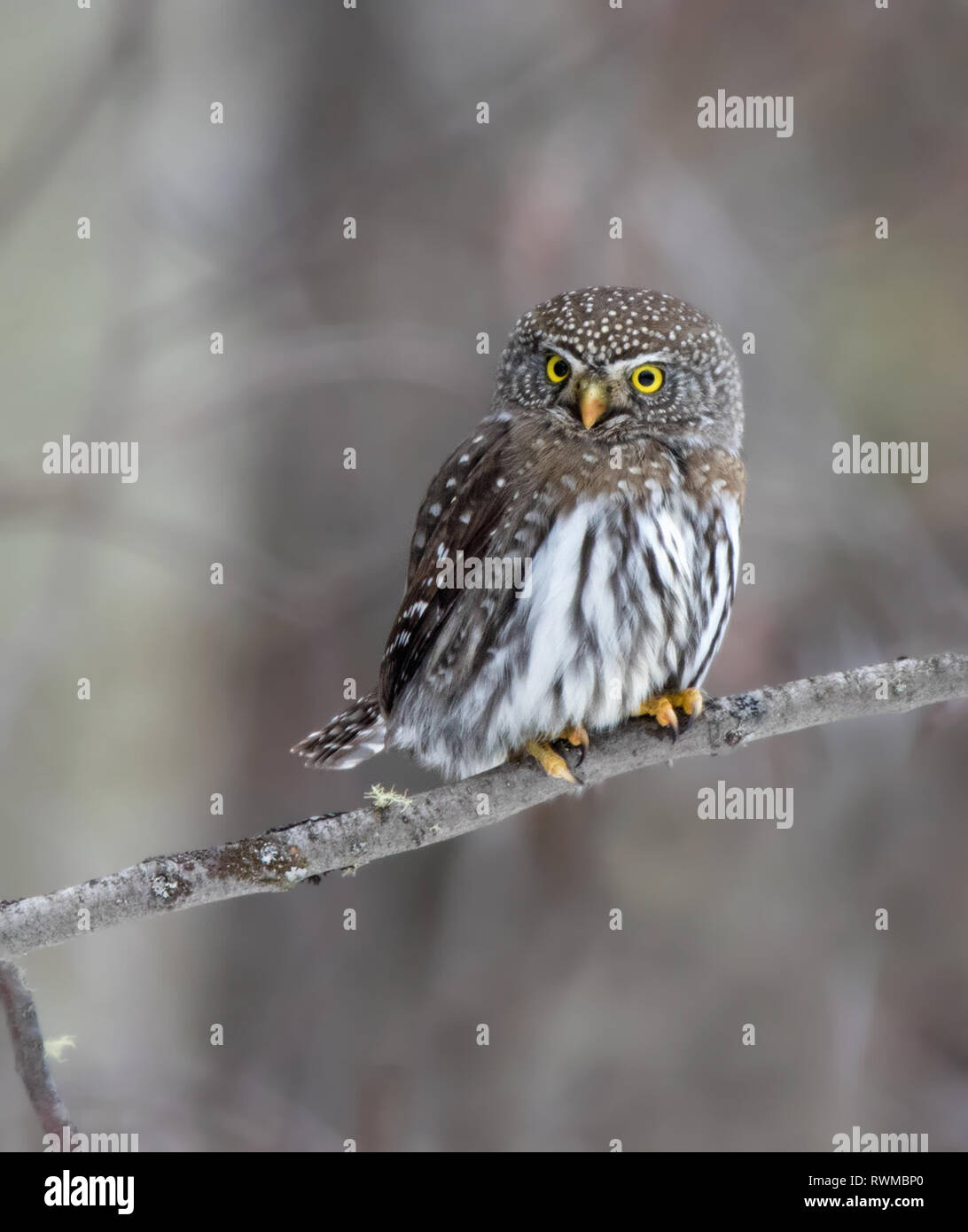 Northern Pygmy-Owl, Glaucidium gnoma, in der borealen Wald, Nördlich thront - West Saskatchewan Stockfoto