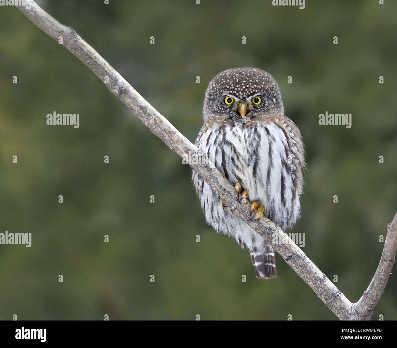 Northern Pygmy-Owl, Glaucidium gnoma, in der borealen Wald, Nördlich thront - West Saskatchewan Stockfoto