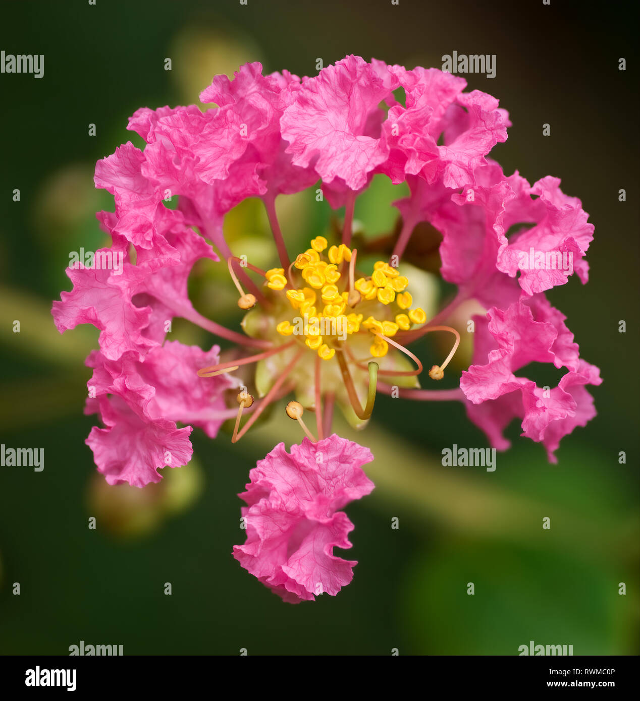 Einzelne Blume des crape Myrtle Baum (Lagerstroemia indica). Blumen werden in der Regel in großen Clustern geschätzt, aber nicht als einzelne Blüten. Stockfoto