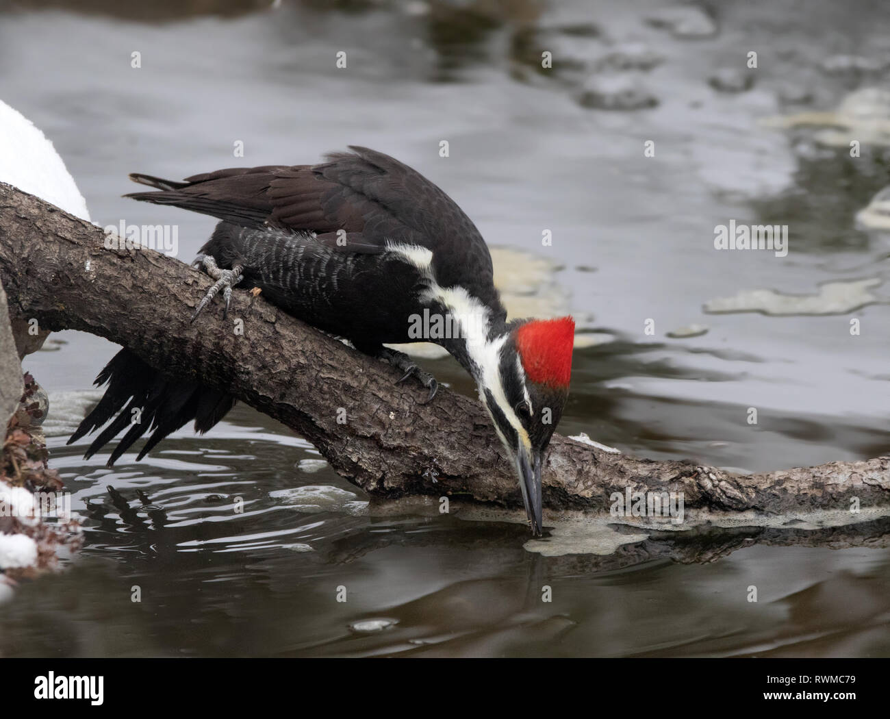 Eine weibliche Pileated Woodpecker, Dryocopus pileatus, Getränke aus einem Hinterhof Teich in Saskatoon, Saskatchewan. Stockfoto