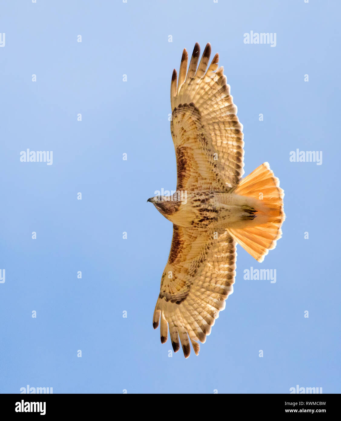 Red-tailed Hawk, Buteo jamaicensis, nimmt Flug über ein Feld in Saskatchewan Stockfoto