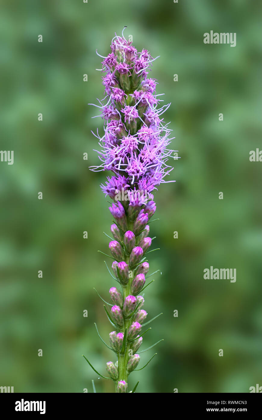 Dichten Blazing Star, Prairie gay Feder (Liatris spicata) Anfang Juli in Central Virginia Stockfoto