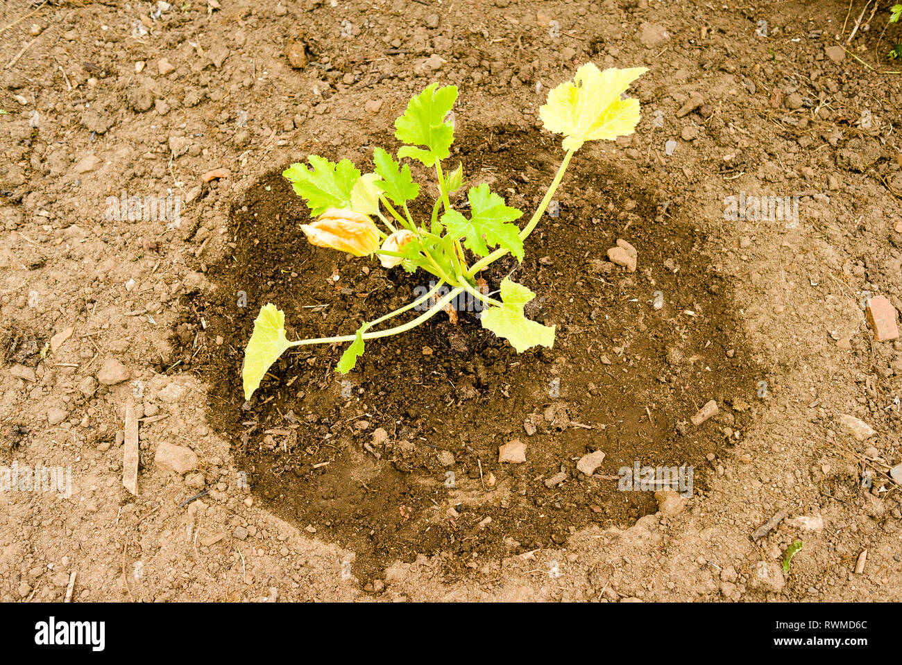 Eine junge Zucchini Anlage in einem Gemüsegarten gepflanzt und bewässert die Wurzeln zu helfen vereinbaren Stockfoto