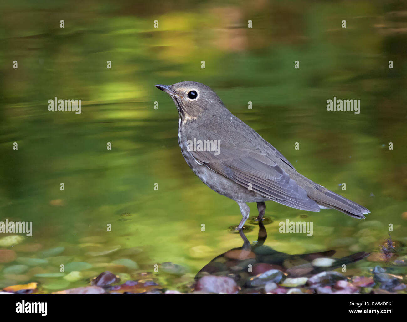 Ein swainson Thrush, Catharus ustulatus, in einem Hinterhof Teich in Saskatoon, Saskatchewan. Stockfoto