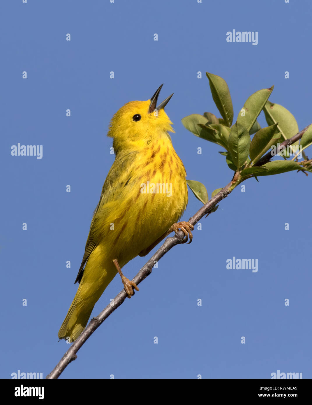 Ein männlicher Schnäpperrohrsänger, Setophaga Petechien, singt von einem Barsch in Saskatoon, Saskatchewan. Stockfoto