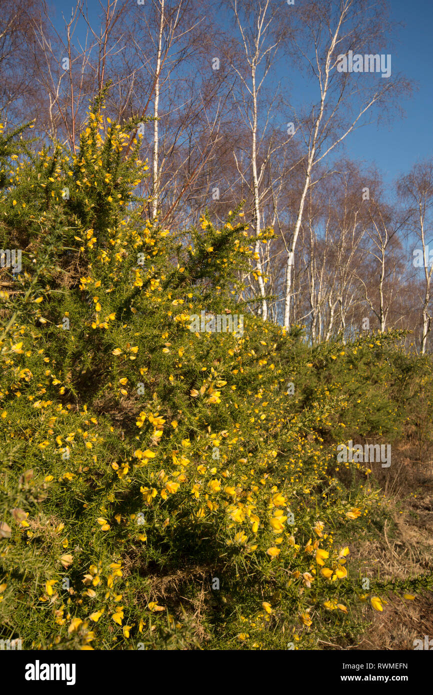 Gemeinsame Gorse, Ulex europaeus, unter Birken, Betula pendula, auf gemeinsame Iping, Sussex, UK. Stockfoto