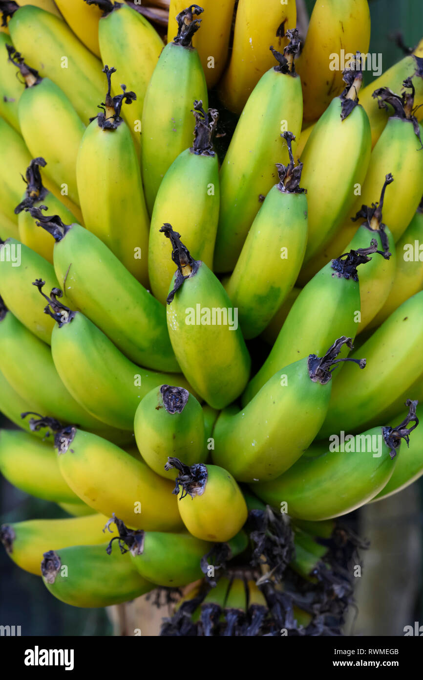 Cluster von Bananen wachsen auf dem Baum; Gran Canaria, Kanarische Inseln, Spanien Stockfoto