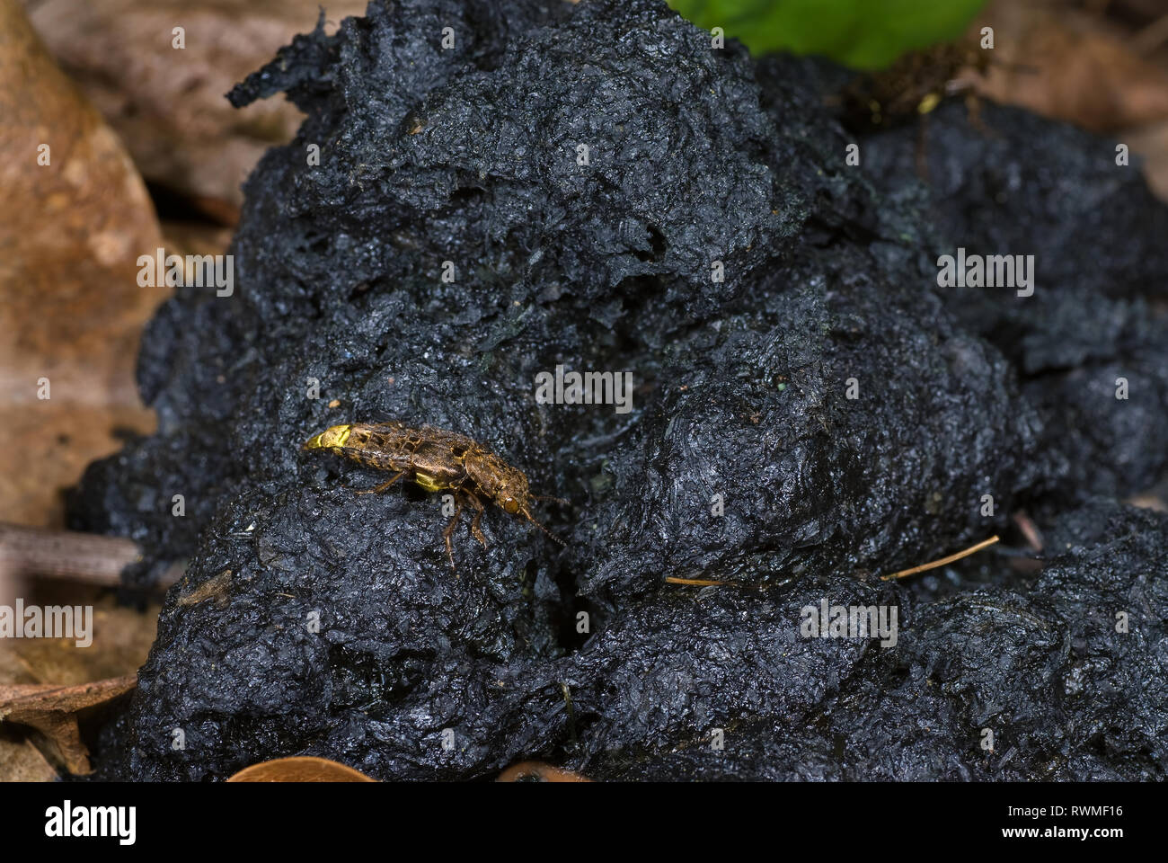Gold und Braun rove Beetle (Ontholestes cingulatus) Ernährung mit frischen Scat der Schwarzbär (Ursus americanus) Stockfoto